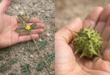 Puncture Vine Traditional Uses: Why People Valued This Spiky Plant
