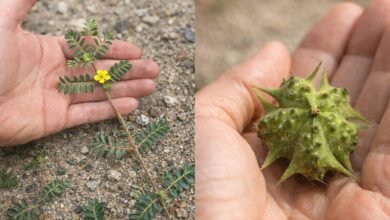 Puncture Vine Traditional Uses: Why People Valued This Spiky Plant