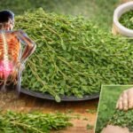 Purslane Benefits: Why This Common Weed Is a Nutrient-Rich Superfood